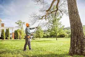 Whitewater, CA Tree Removal and Landscaping Services Company